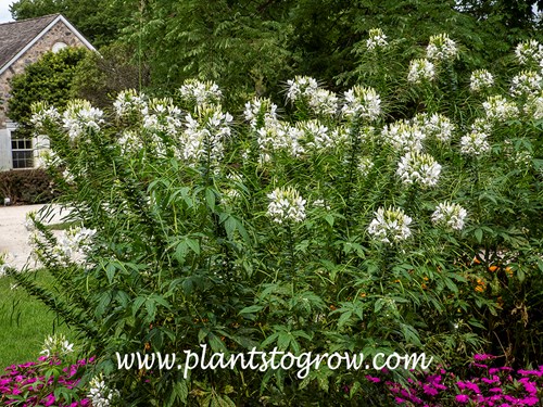 White Queen Spider Flower (Cleome hassleriana)